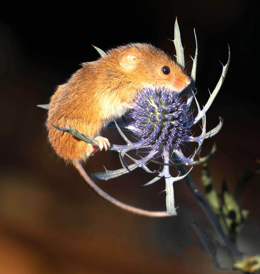 Harvest mouse